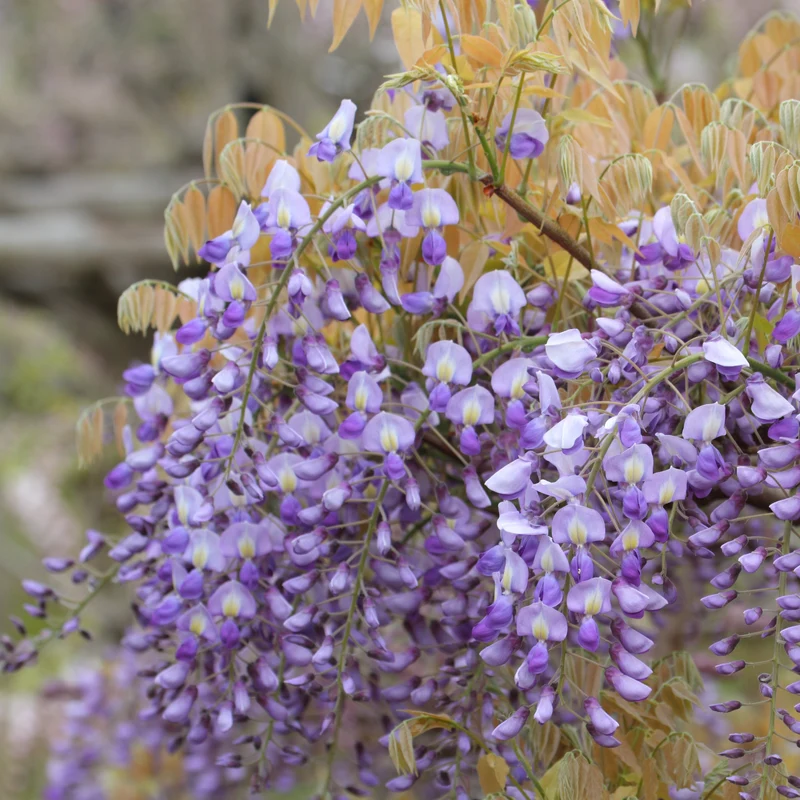 Glycine du Japon ‘Murasaki Kapitan’ ( Wisteria brachybotrys ‘Murasaki Kapitan’)