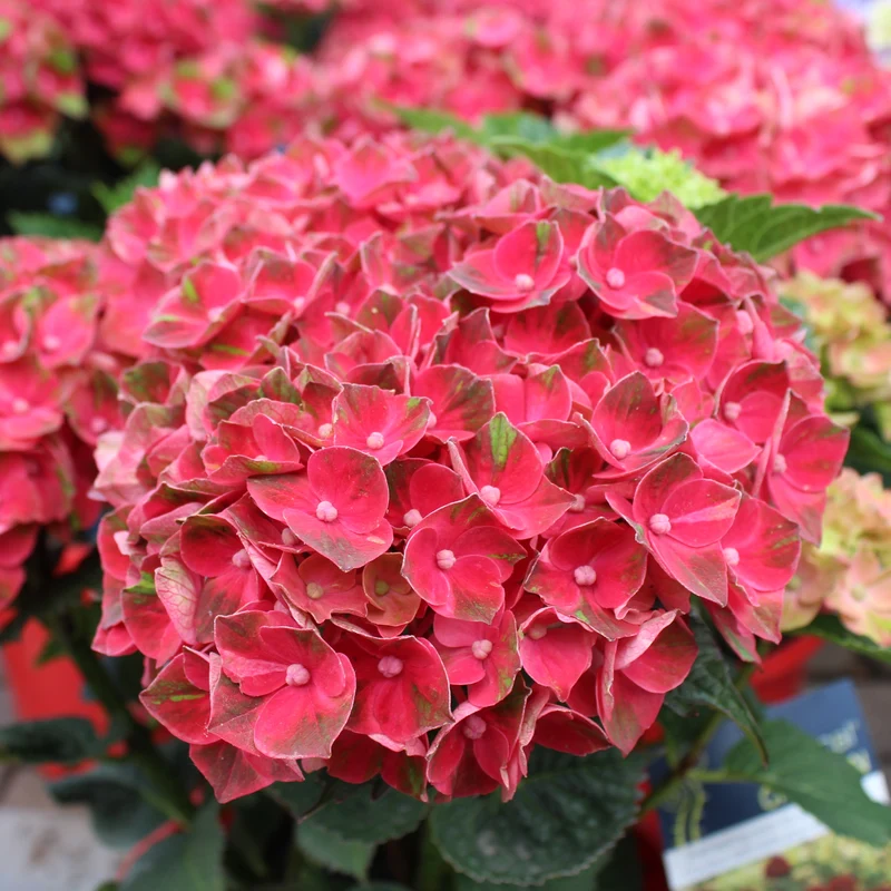 Hortensia Magical Crimson ( Hydrangea macrophylla ‘Magical Crimson’)