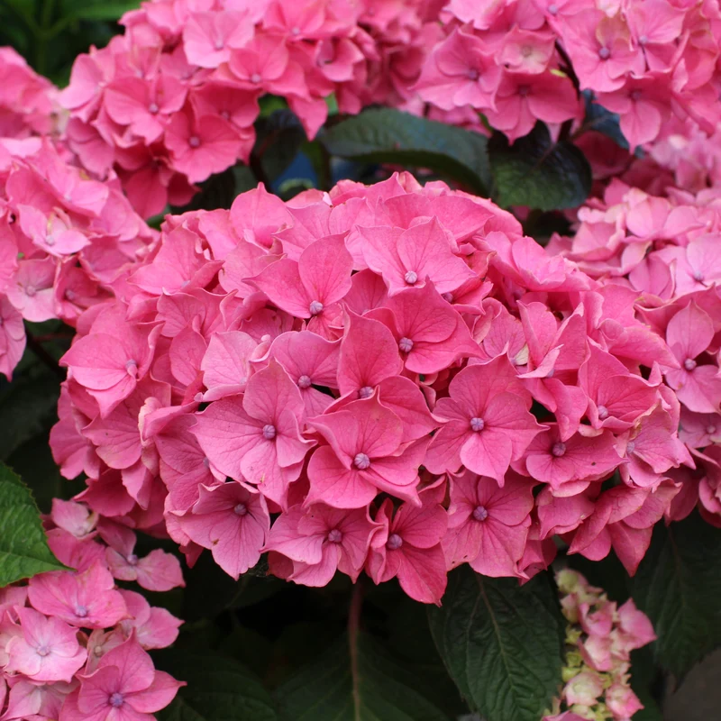 Hortensia Let’s Dance Lovable ‘SMNHMTB’ ( Hydrangea macrophylla ‘SMNHMTB’)