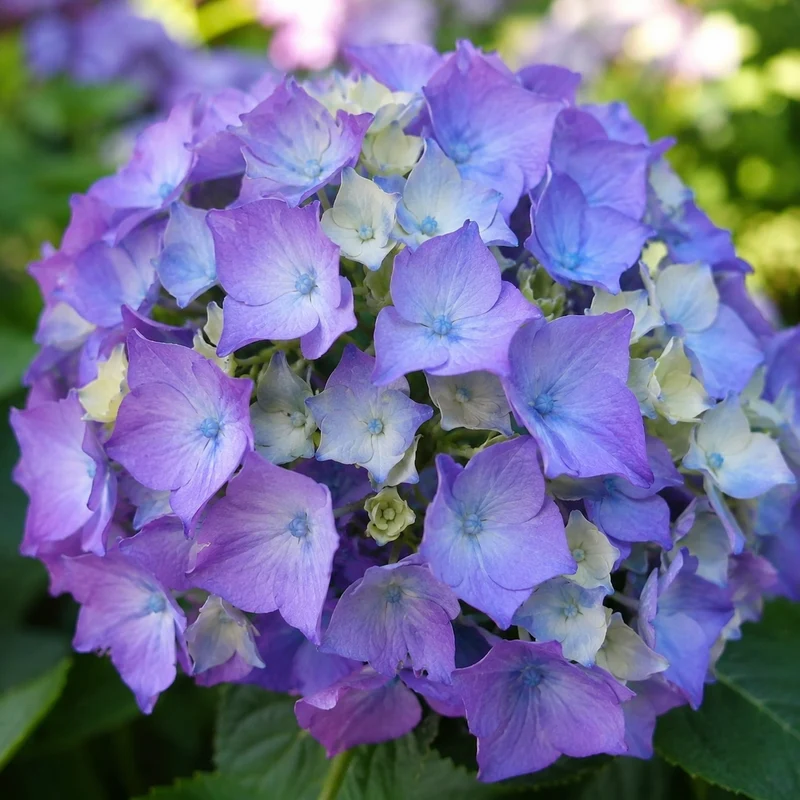Hortensia Let’s Dance Lovable ‘SMNHMTB’ ( Hydrangea macrophylla ‘SMNHMTB’)