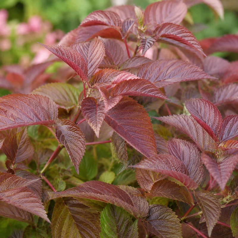 Hortensia Let’s Dance Lovable ‘SMNHMTB’ ( Hydrangea macrophylla ‘SMNHMTB’)