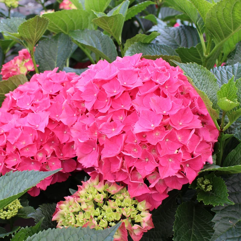 Hortensia Magical Garnet ( Hydrangea macrophylla ‘Magical Garnet’)