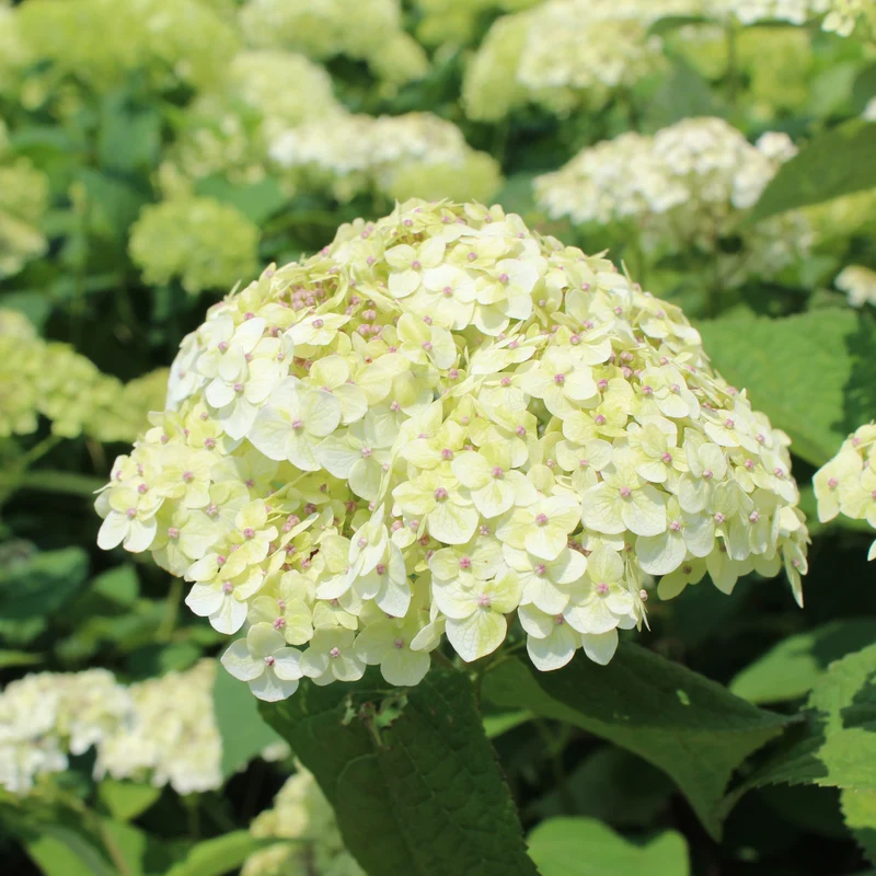 Hortensia ‘Invincibelle Sublime’ ( Hydrangea arborescens ‘Invincibelle Sublime’)