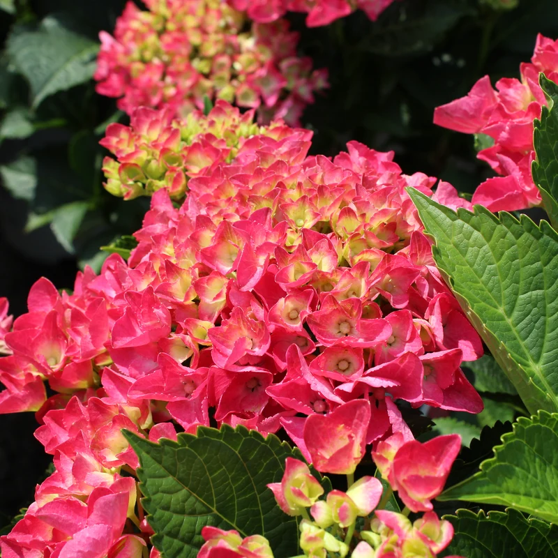 Hortensia Cityline Paris ( Hydrangea macrophylla ‘Cityline Paris’)
