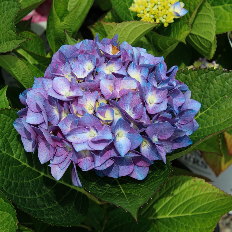 Hortensia « Blue Jangles » ‘Lets Dance Blue Jangles’ ( Hydrangea macrophylla ‘Lets Dance Blue Jangles’)