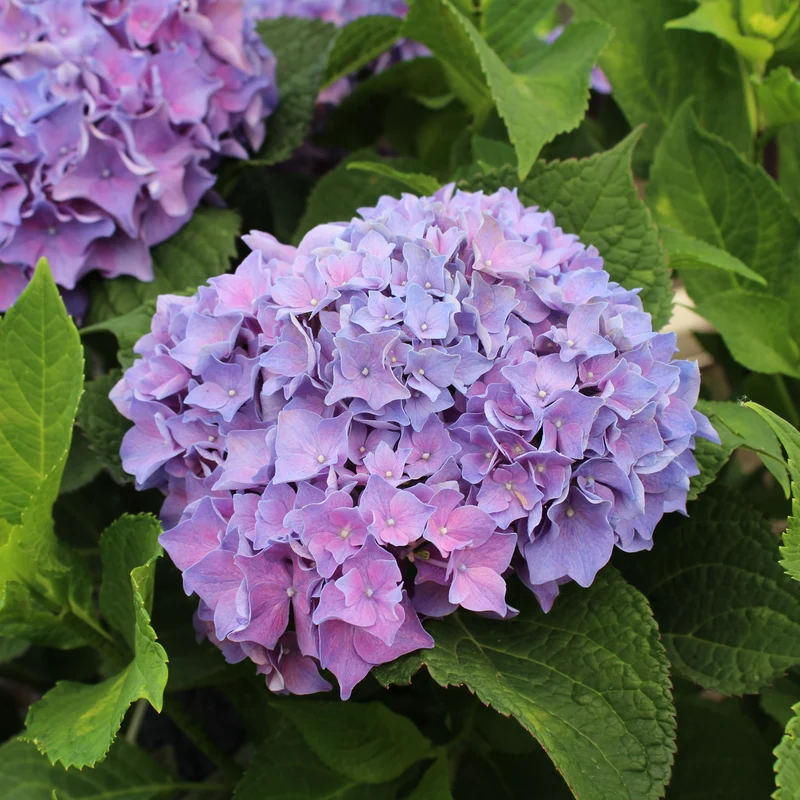 Hortensia ‘Let’s Dance Rhythmic Blue’ ( Hydrangea macrophylla ‘Let’s Dance Rhythmic Blue’)