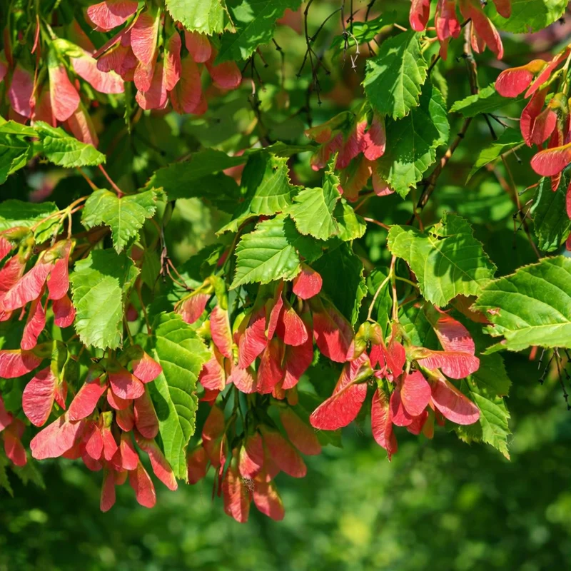 Acer ginnala