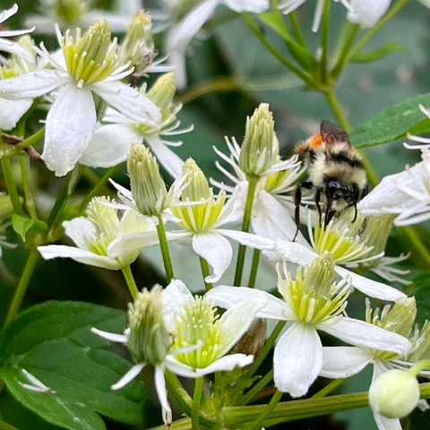 Clématite de Virginie ( Clematis virginiana )