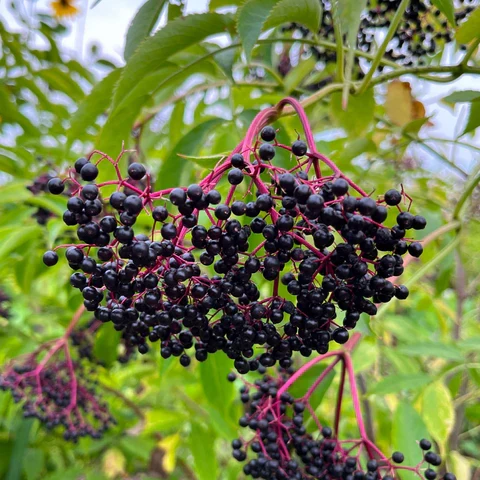 Sureau du Canada ( Sambucus canadensis )