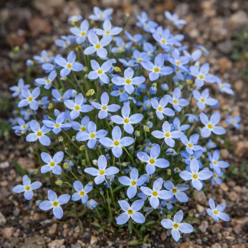 Houstonie bleue ( Houstonia caerulea )