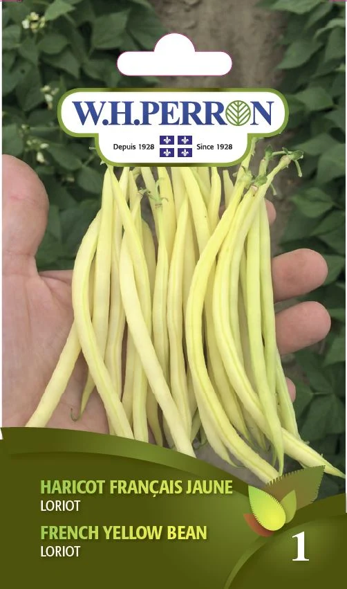 Haricot français jaune ( Phaseolus vulgaris ‘Loriot’)