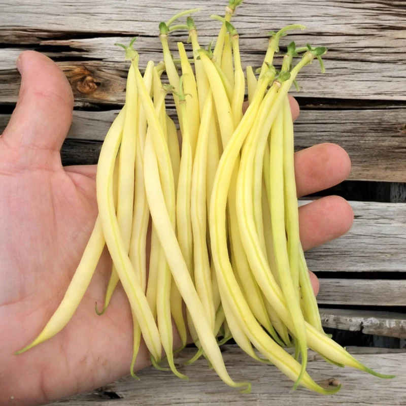 Haricot français jaune ( Phaseolus vulgaris ‘Loriot’)