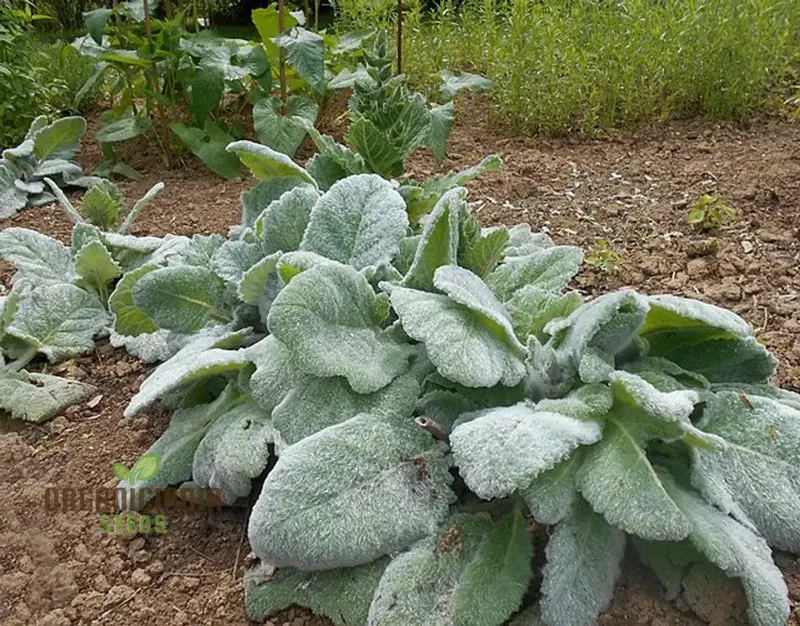 Salvia Selection Seeds for Gardening - Premium Quality, Organic, and Beautiful Blooms for Your Garden