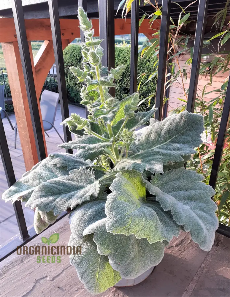Salvia Selection Seeds for Gardening - Premium Quality, Organic, and Beautiful Blooms for Your Garden