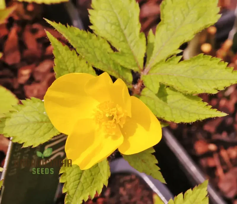 Stylophorum Sutchuenense Seeds – Rare Blooms for Your Garden