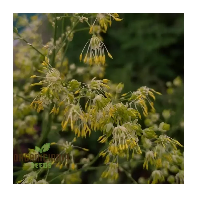 Thalictrum Uchiyamae Seeds for Gardening - Unique and Rare Flower Seeds for Your Garden - High-Quality Thalictrum Uchiyamae Seeds for Enthusiastic Gardeners