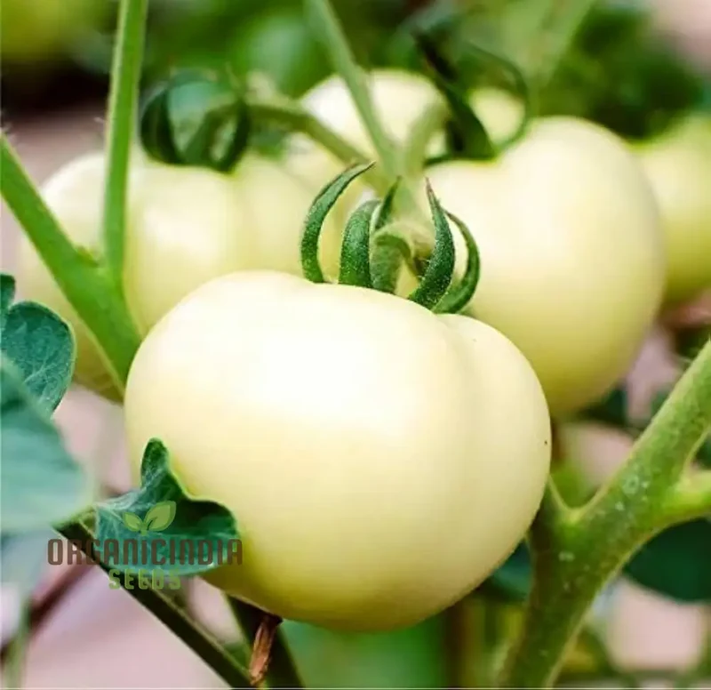 Tomato Great White Seeds for Gardening - High Yield, Heirloom Quality, Organic Gardening Essentials