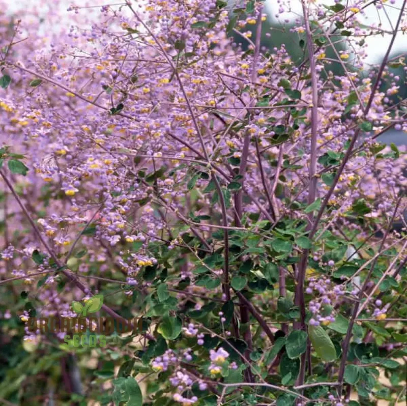 Thalictrum Rochebrunianum Seeds – Meadow Rue Perennial