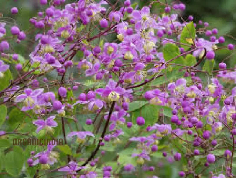 Thalictrum Rochebrunianum Seeds – Meadow Rue Perennial