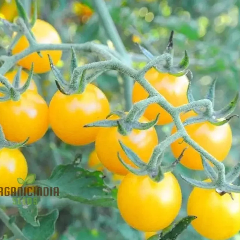 TOMATO GOLDRUSH CURRANT Seeds, Premium Gardening Seeds for Your Garden