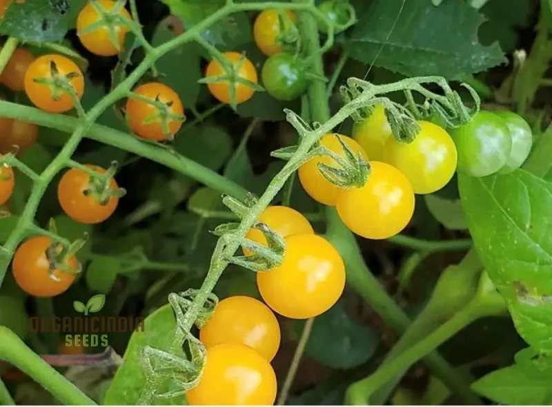 TOMATO GOLDRUSH CURRANT Seeds, Premium Gardening Seeds for Your Garden