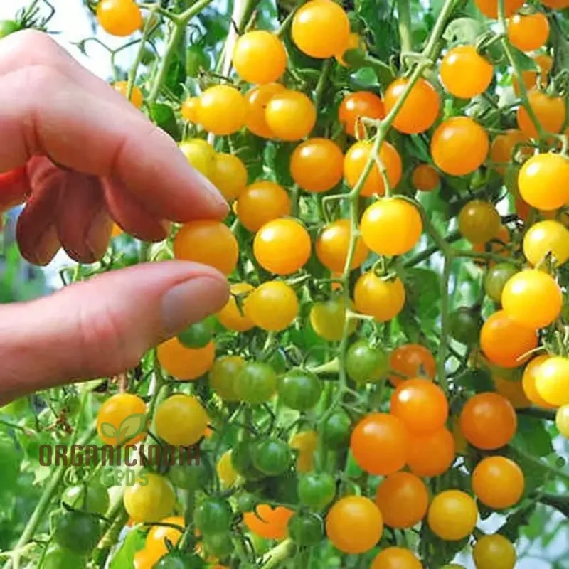 TOMATO GOLDRUSH CURRANT Seeds, Premium Gardening Seeds for Your Garden