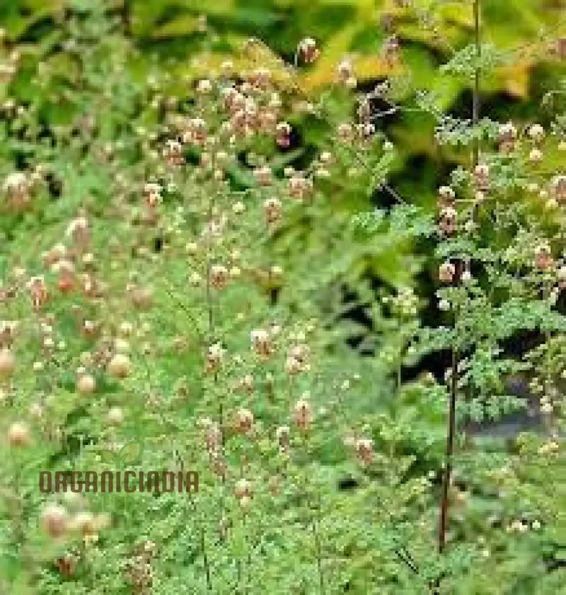 Thalictrum Isopyroides Seeds for Gardening Enthusiasts - Premium Quality Seeds for a Stunning Garden Display