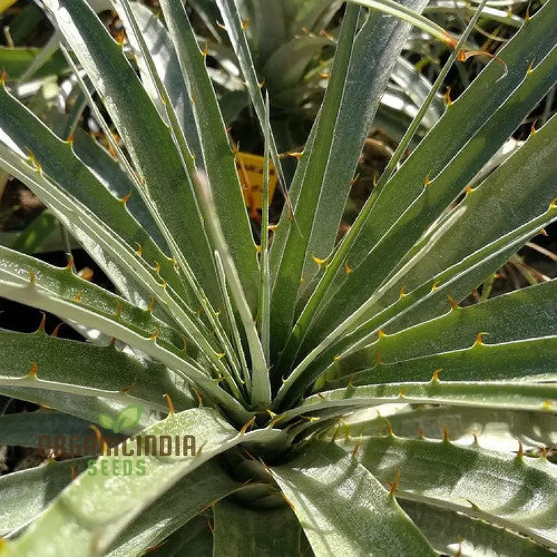 Puya Coerulea var. Violacea Planting Seeds For Planting, Growing Exotic Violet-Tinged Blooms for Your Garden