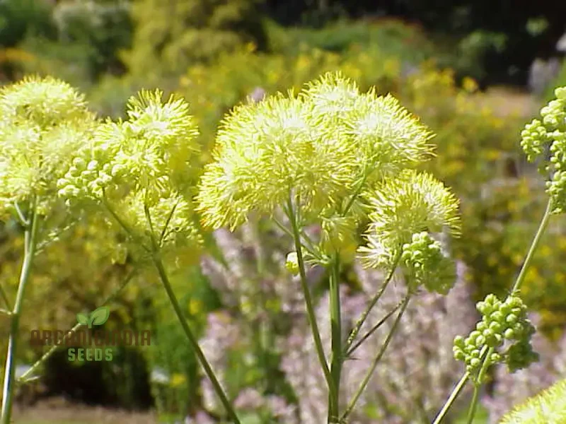 Thalictrum Flavum Seeds - Premium Quality Gardening Seeds for Vibrant Yellow Blooms - Ideal for Expert Gardeners