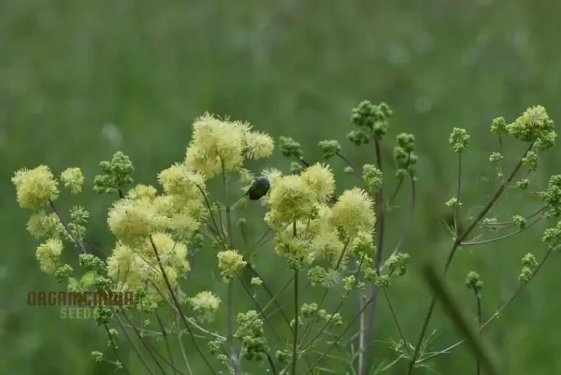 Thalictrum Flavum Seeds - Premium Quality Gardening Seeds for Vibrant Yellow Blooms - Ideal for Expert Gardeners