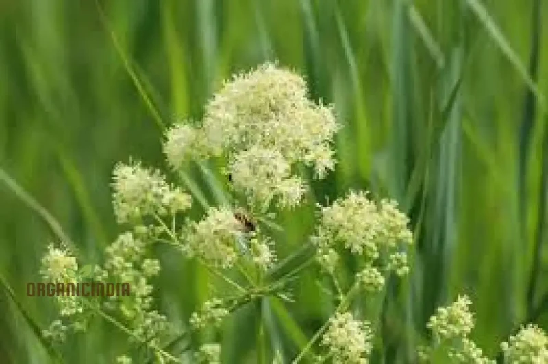 Thalictrum Flavum Seeds - Premium Quality Gardening Seeds for Vibrant Yellow Blooms - Ideal for Expert Gardeners