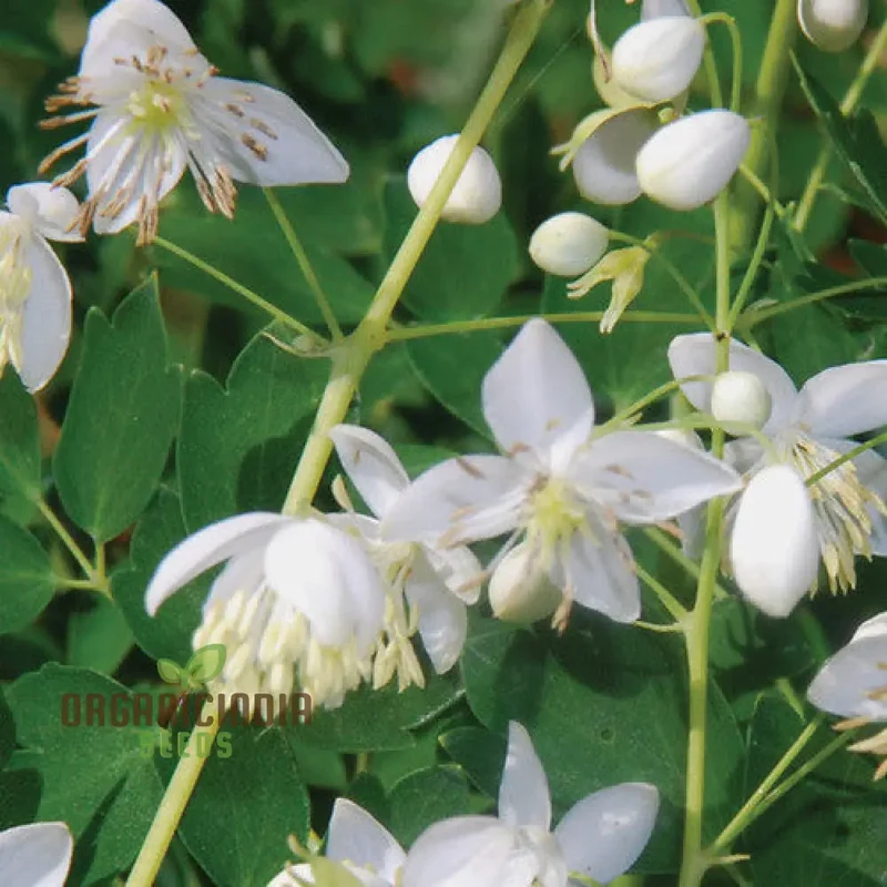 Thalictrum Delavayi Blizzard Seeds – White Meadow Rue