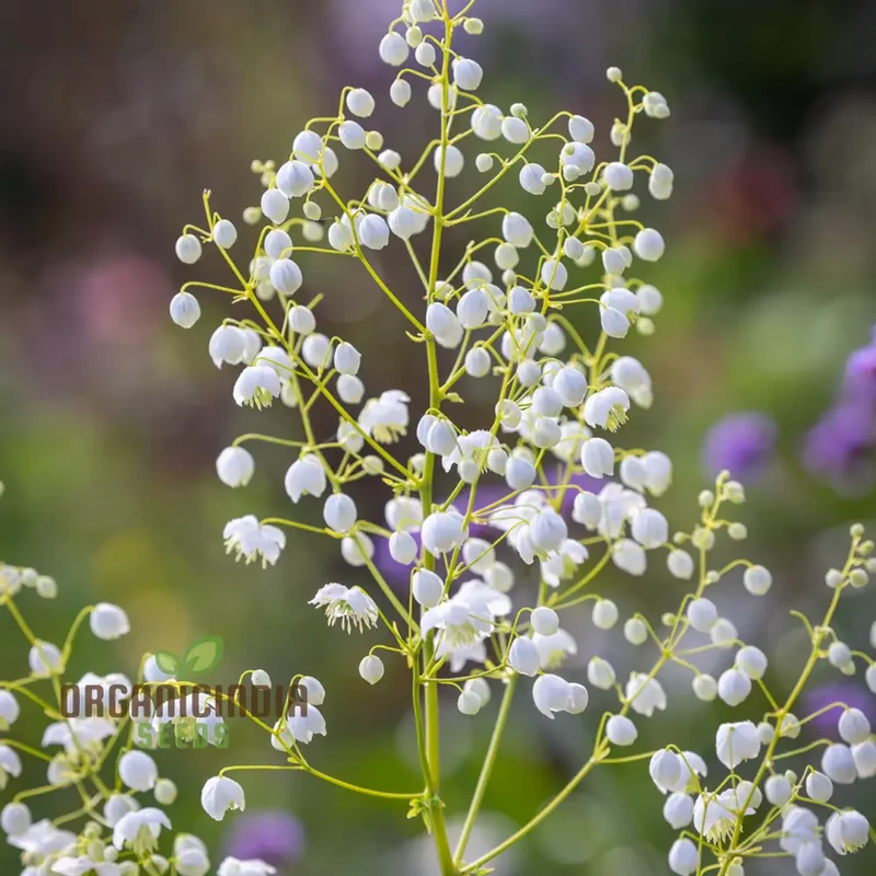 Thalictrum Delavayi Blizzard Seeds – White Meadow Rue