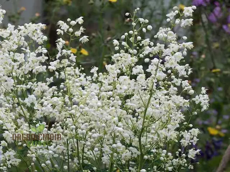 Thalictrum Delavayi Blizzard Seeds – White Meadow Rue
