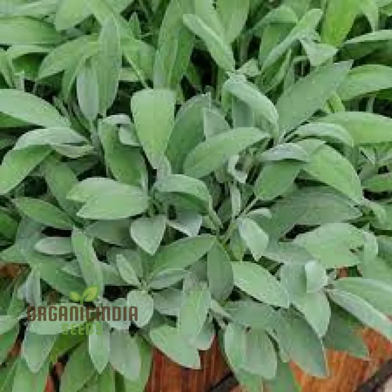 Salvia Officinalis Alba Seeds – Organic White Sage Herb for Culinary & Garden Use