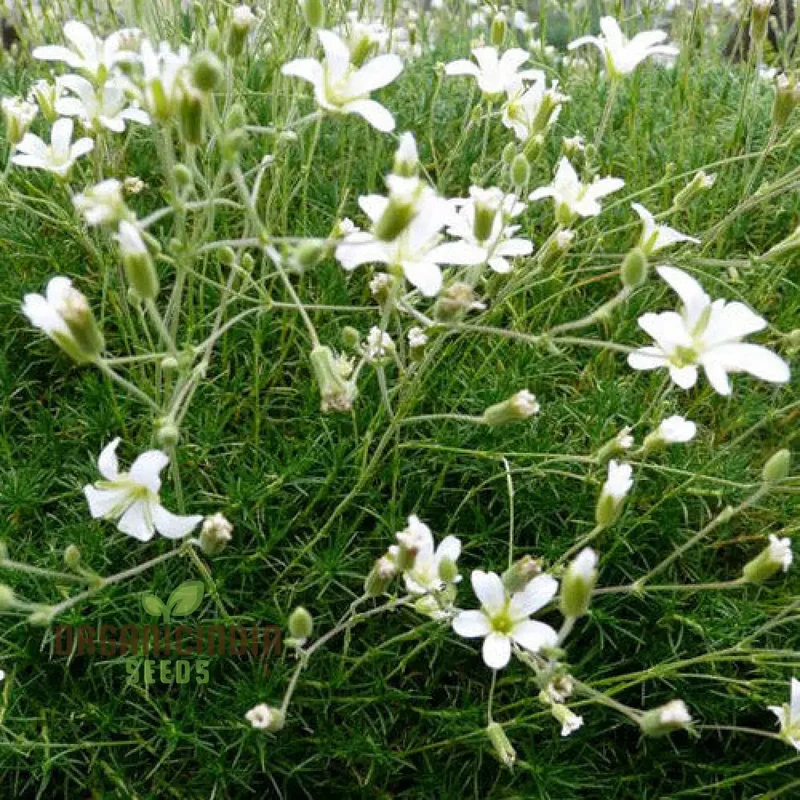 Minuartia Laricifolia Flower Seeds, Rare Beautiful Perennial Seeds for a Stunning Garden