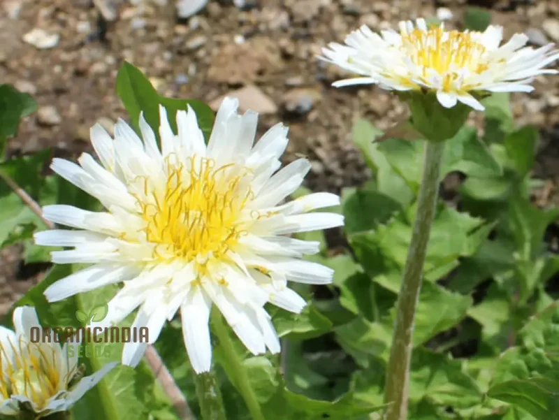 TARAXACUM MONGOLICUM Seeds for a Vibrant Addition to Your Garden - Perfect for Nature Enthusiasts and Gardening Enthusiasts Alike!