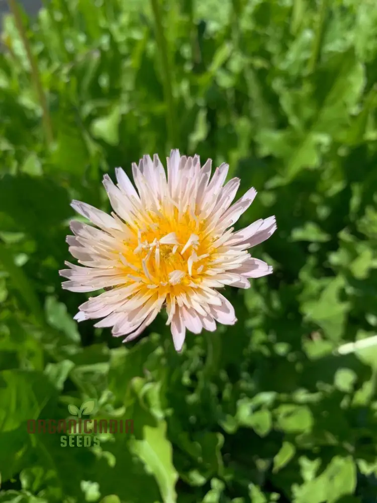 TARAXACUM MONGOLICUM Seeds for a Vibrant Addition to Your Garden - Perfect for Nature Enthusiasts and Gardening Enthusiasts Alike!