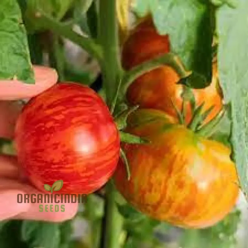 Tomato Red Zebra Seeds for Planting- Heirloom Vegetable Seeds for Vibrant Red Striped Tomatoes