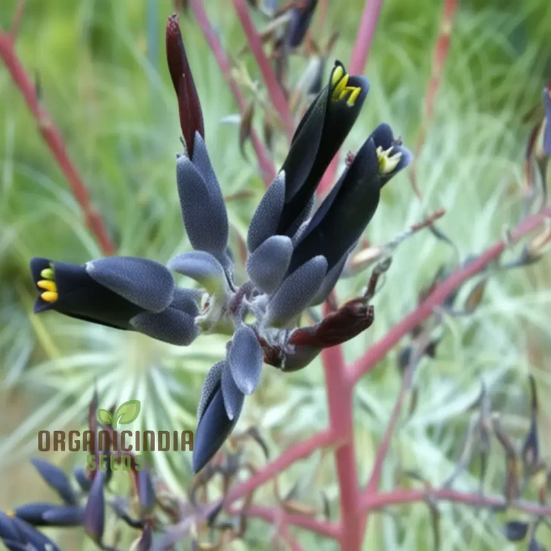Puya Coerulea var. Coerulea Black Flower Seeds For Planting, Growing Striking Blue-Green Blooms for Your Garden