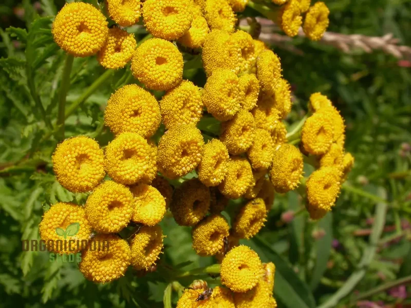 Tanacetum Vulgare Seeds – Cultivate Beauty and Benefits for Your Outdoor Oasis