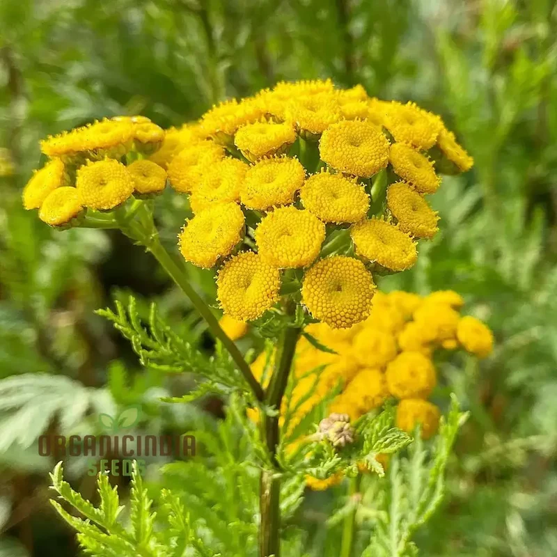 Tanacetum Vulgare Seeds – Cultivate Beauty and Benefits for Your Outdoor Oasis