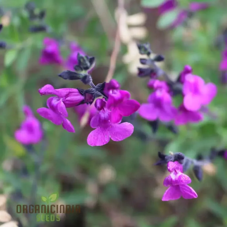 Salvia Muelleri Seeds - Premium Gardening Delight for Your Garden | Buy Organic Salvia Seeds Online