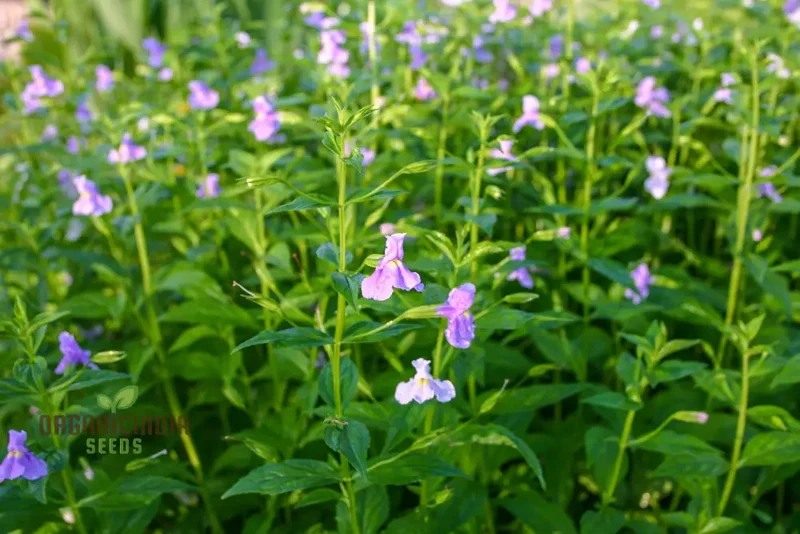 Mimulus Ringens Flower Seeds for Planting, Vibrant Wildflower Seeds for Garden