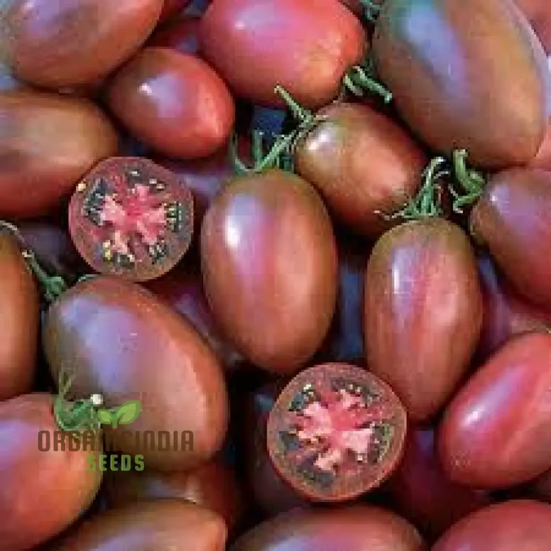 TOMATO PURPLE RUSSIAN Seeds for Planting