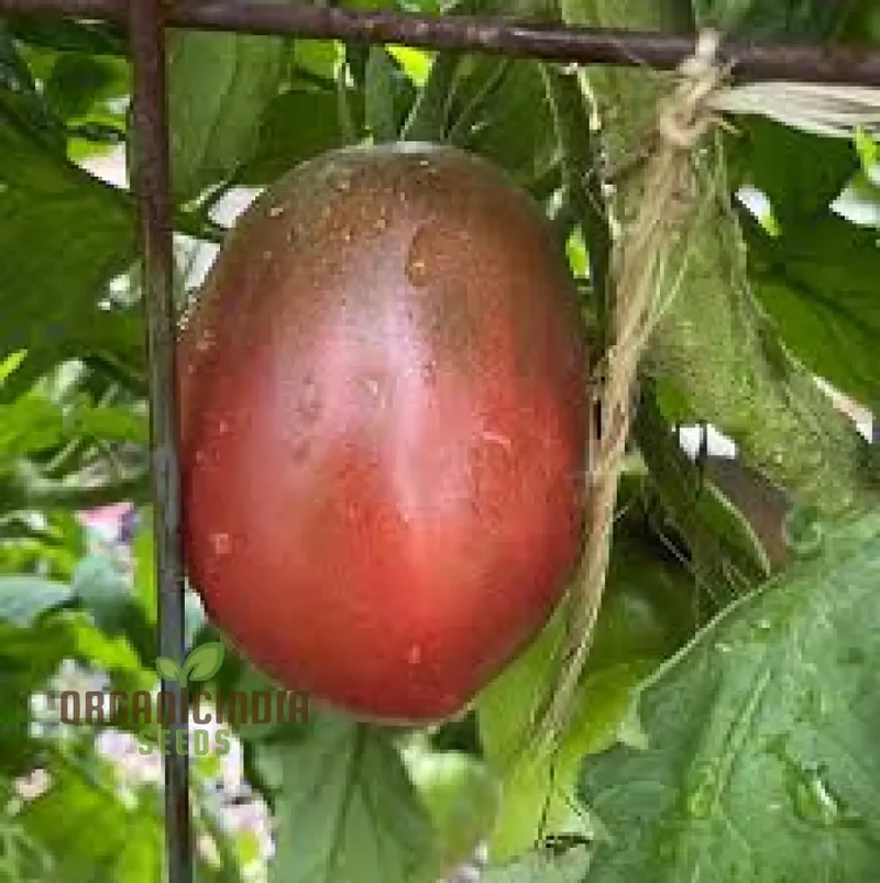 TOMATO PURPLE RUSSIAN Seeds for Planting