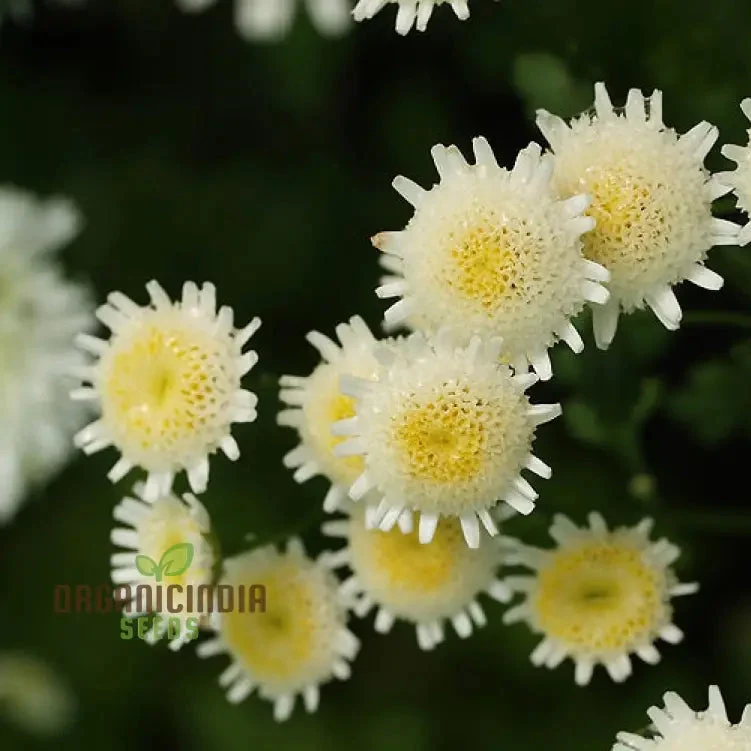 Tanacetum Parthenium 'Selma Star' Seeds – Elevate Your Gardening Experience with Spectacular Blooms!