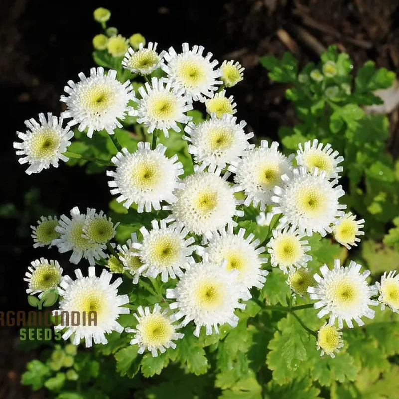 Tanacetum Parthenium 'Selma Star' Seeds – Elevate Your Gardening Experience with Spectacular Blooms!