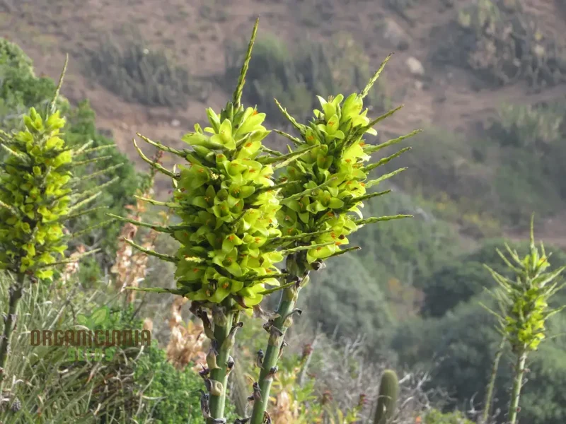 Puya Chilensis Flower Seeds For Planting, Growing Bold and Exquisite Blooms for Your Garden