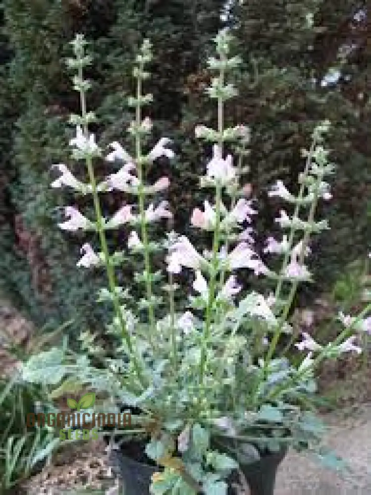 Salvia Maroccana Seeds for Gardening Enthusiasts | High-Quality Garden Seeds for Beautiful Blooms and Landscapes